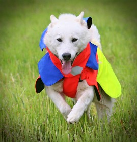 Kuva Mikael Tham Tuskproof koiran suojaliivi villisian metsästykseen, L, sininen