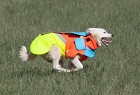 Mikael Tham Tuskproof Boar v.5 koirien suojaliivi, oranssi, XL